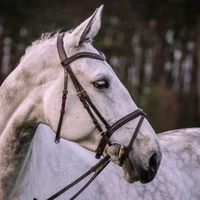 ilovehorse142