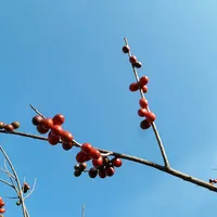 original sound - inv3nsibl3