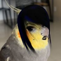 barriguinhacalopsita