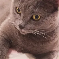 original sound - milkakirste