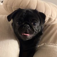 milliethepug23