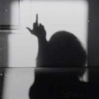 topo_ragno_selvatico