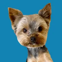 original sound - sammy_in_the_city_