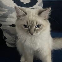 snowballthesiberian