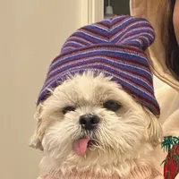 original sound - jaxiedashihtzu