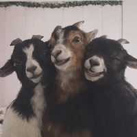 moshclixps