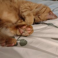 greatolcatsby