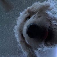 tankdog_slays