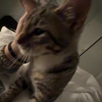 оригинальный звук