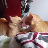 original sound - mundocatsss