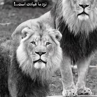 specialafg