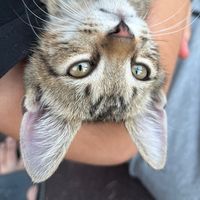 cats.spot.ru.ns