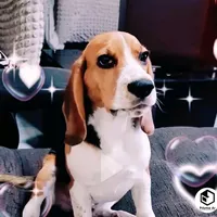 original sound - chestercastillo03