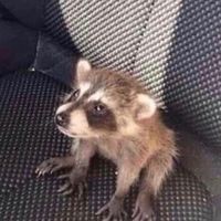 trashpanba