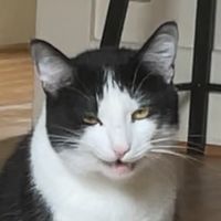 tabletkitty