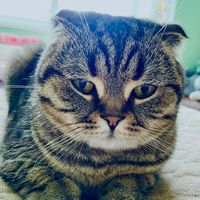 оригінальний звук