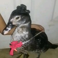 pato_ranchero
