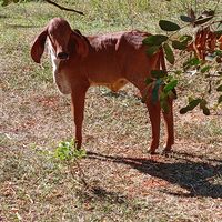 girleiteirobrasileiro