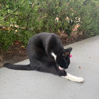 tameimpalaisoneguybtw