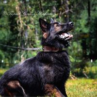 tropischgermanshepherds