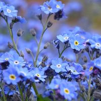 vergissmeinnicht...63