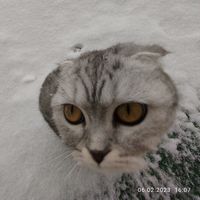 оригінальний звук