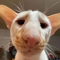 original sound - wuyn_z