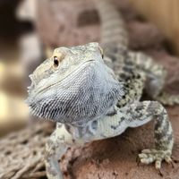 abbyexotics