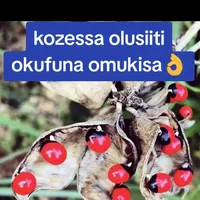 original sound - salongolubowa5