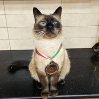 ghostcat027