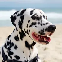 original sound - noeldalmata