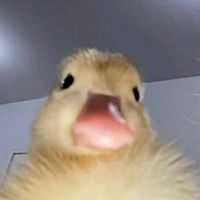 xxadoptme._.proofsbackup