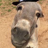 sfanimalsanctuary