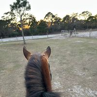 ilavahorses