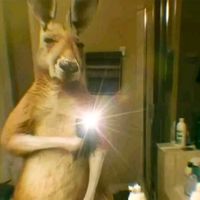 estrellitarodasesquet14