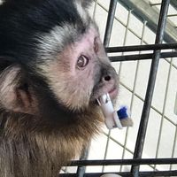 jojothecapuchin