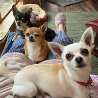 Destinyschis . I Am Your Doggie