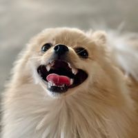 brucedog_
