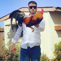 elgallo088