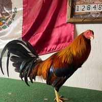 gilbertocarbajal1210