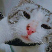 ginger_231