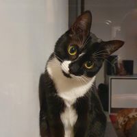 rocky_tuxedo_cat