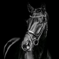 le_vrai_monde_du_cheval