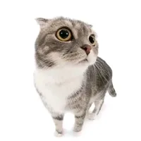 original sound - no_dogs._.1