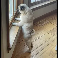 original sound - notrobertgg