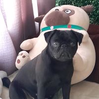 laika.pug