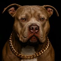 francescoamericanbully