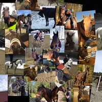 _equestrians..swe_