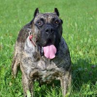 macrocanariokennel
