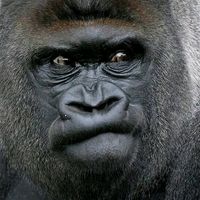 monkeyslife7